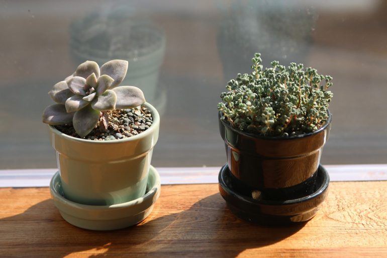 Winter Care for Houseplants